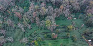 Cina: Hangzhou, in corso raccolta di foglie di tè del Lago Occidentale (1)
