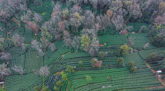 Cina: Hangzhou, in corso raccolta di foglie di tè del Lago Occidentale (1)