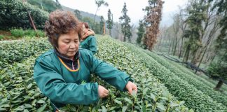 Cina: Hangzhou, in corso raccolta di foglie di tè del Lago Occidentale (2)