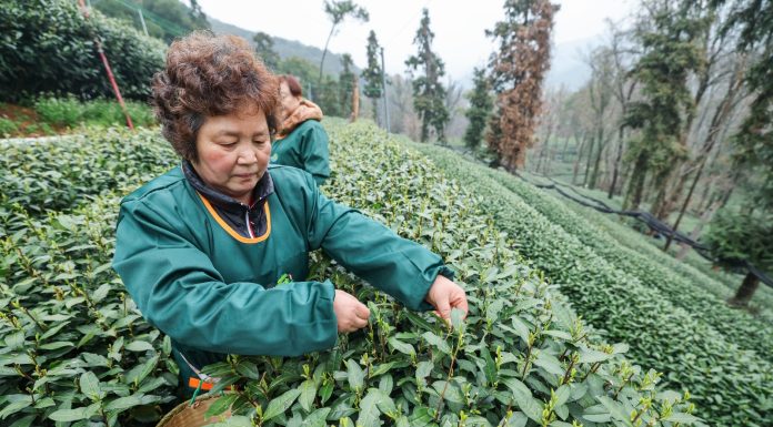 Cina: Hangzhou, in corso raccolta di foglie di tè del Lago Occidentale (2)