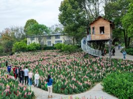 Cina: Chongqing, turismo rurale in crescita nel villaggio di Jiti (1)