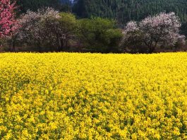 Cina: Xizang, fiori di colza e di pesco in piena fioritura (3)