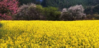 Cina: Xizang, fiori di colza e di pesco in piena fioritura (3)