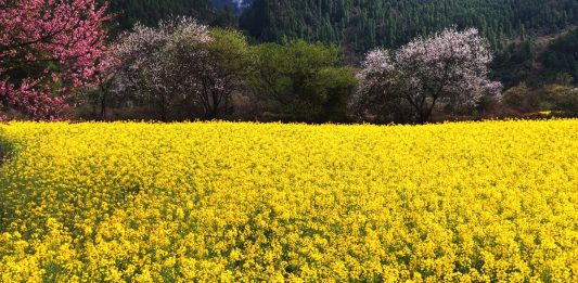 Cina: Xizang, fiori di colza e di pesco in piena fioritura (3)