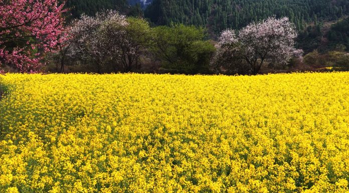 Cina: Xizang, fiori di colza e di pesco in piena fioritura (3)