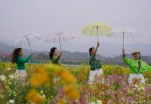 Cina: a Nanchang i turisti accorrono per la fioritura (2)