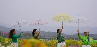 Cina: a Nanchang i turisti accorrono per la fioritura (2)