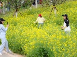 Cina: Chongqing, turismo rurale in crescita nel villaggio di Jiti (2)