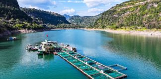 Cina: base Dazhou tutela oltre 20 specie ittiche rare e commerciali (2)