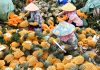 Cina: contadini impegnati nella raccolta degli ananas ad Haikou (1)