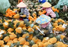 Cina: contadini impegnati nella raccolta degli ananas ad Haikou (1)
