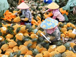 Cina: contadini impegnati nella raccolta degli ananas ad Haikou (1)