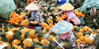 Cina: contadini impegnati nella raccolta degli ananas ad Haikou (1)