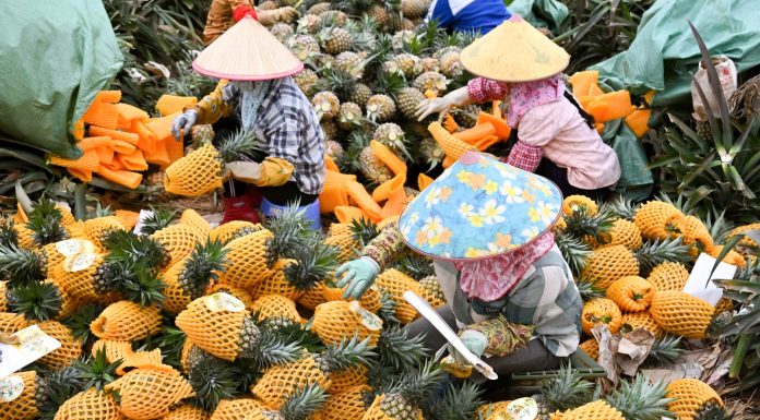 Cina: contadini impegnati nella raccolta degli ananas ad Haikou (1)
