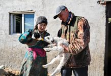 Cina: Mongolia Interna, inizia stagione delle nascite degli agnelli (1)