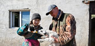 Cina: Mongolia Interna, inizia stagione delle nascite degli agnelli (1)