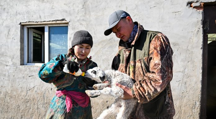 Cina: Mongolia Interna, inizia stagione delle nascite degli agnelli (1)