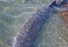 Cina: base Dazhou tutela oltre 20 specie ittiche rare e commerciali (3)