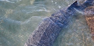 Cina: base Dazhou tutela oltre 20 specie ittiche rare e commerciali (3)