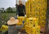 Cina: contadini impegnati nella raccolta degli ananas a Haikou (2)