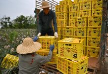 Cina: contadini impegnati nella raccolta degli ananas a Haikou (2)