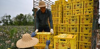Cina: contadini impegnati nella raccolta degli ananas a Haikou (2)