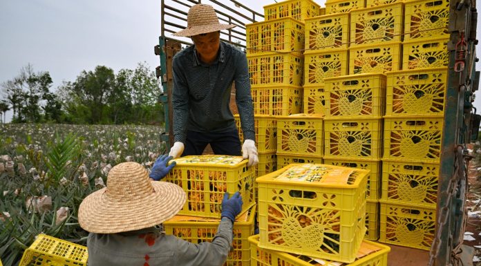 Cina: contadini impegnati nella raccolta degli ananas a Haikou (2)