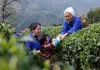Cina: agricoltori impegnati nella raccolta e lavorazione del tè (1)