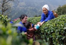 Cina: agricoltori impegnati nella raccolta e lavorazione del tè (1)