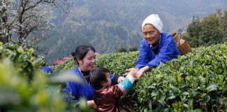 Cina: agricoltori impegnati nella raccolta e lavorazione del tè (1)