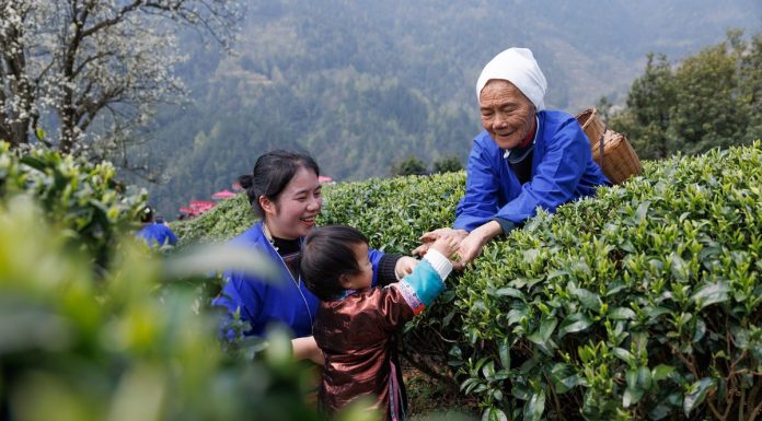 Cina: agricoltori impegnati nella raccolta e lavorazione del tè (1)