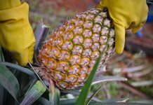 Cina: contadini impegnati nella raccolta degli ananas a Haikou (3)