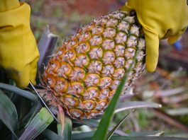 Cina: contadini impegnati nella raccolta degli ananas a Haikou (3)