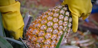 Cina: contadini impegnati nella raccolta degli ananas a Haikou (3)