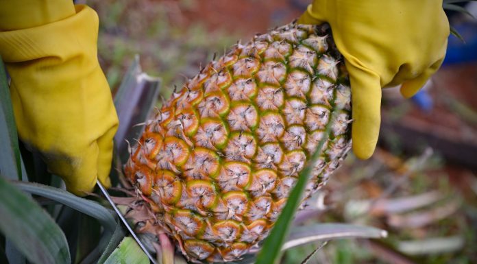 Cina: contadini impegnati nella raccolta degli ananas a Haikou (3)