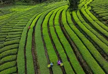 Cina: agricoltori impegnati nella raccolta e lavorazione del tè (2)