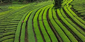 Cina: agricoltori impegnati nella raccolta e lavorazione del tè (2)