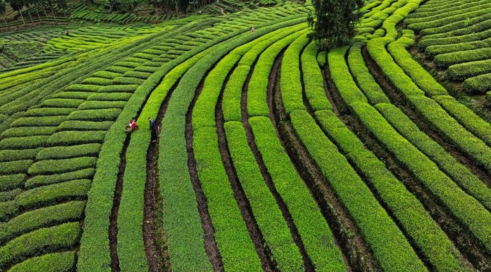 Cina: agricoltori impegnati nella raccolta e lavorazione del tè (2)