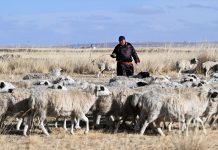 Cina: Mongolia Interna, inizia stagione delle nascite degli agnelli (3)