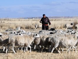 Cina: Mongolia Interna, inizia stagione delle nascite degli agnelli (3)