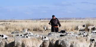 Cina: Mongolia Interna, inizia stagione delle nascite degli agnelli (3)