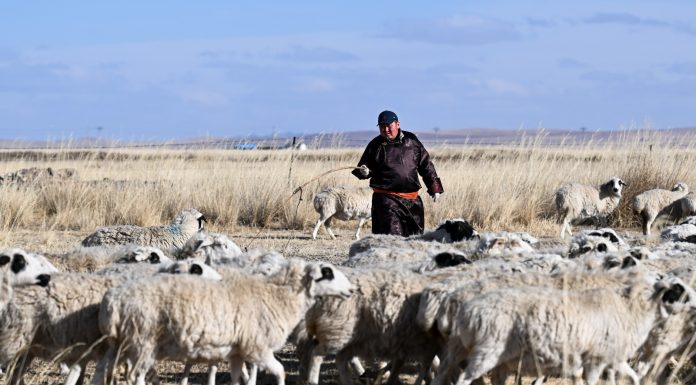 Cina: Mongolia Interna, inizia stagione delle nascite degli agnelli (3)
