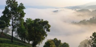 Cina: agricoltori impegnati nella raccolta e lavorazione del tè (3)