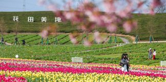 Cina: fioritura primaverile attira turisti nello Zhejiang (1)