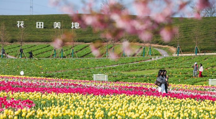 Cina: fioritura primaverile attira turisti nello Zhejiang (1)