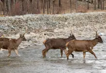 Cina: Xizang, popolazione di cervi a labbra bianche in aumento (1)