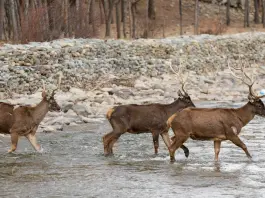Cina: Xizang, popolazione di cervi a labbra bianche in aumento (1)