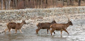 Cina: Xizang, popolazione di cervi a labbra bianche in aumento (1)