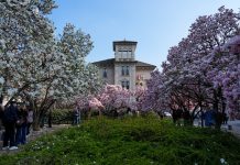 Italia: le foto delle magnolie in fiore a Milano (1)
