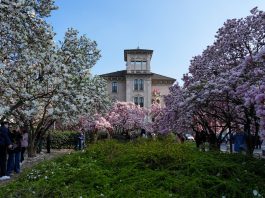 Italia: le foto delle magnolie in fiore a Milano (1)